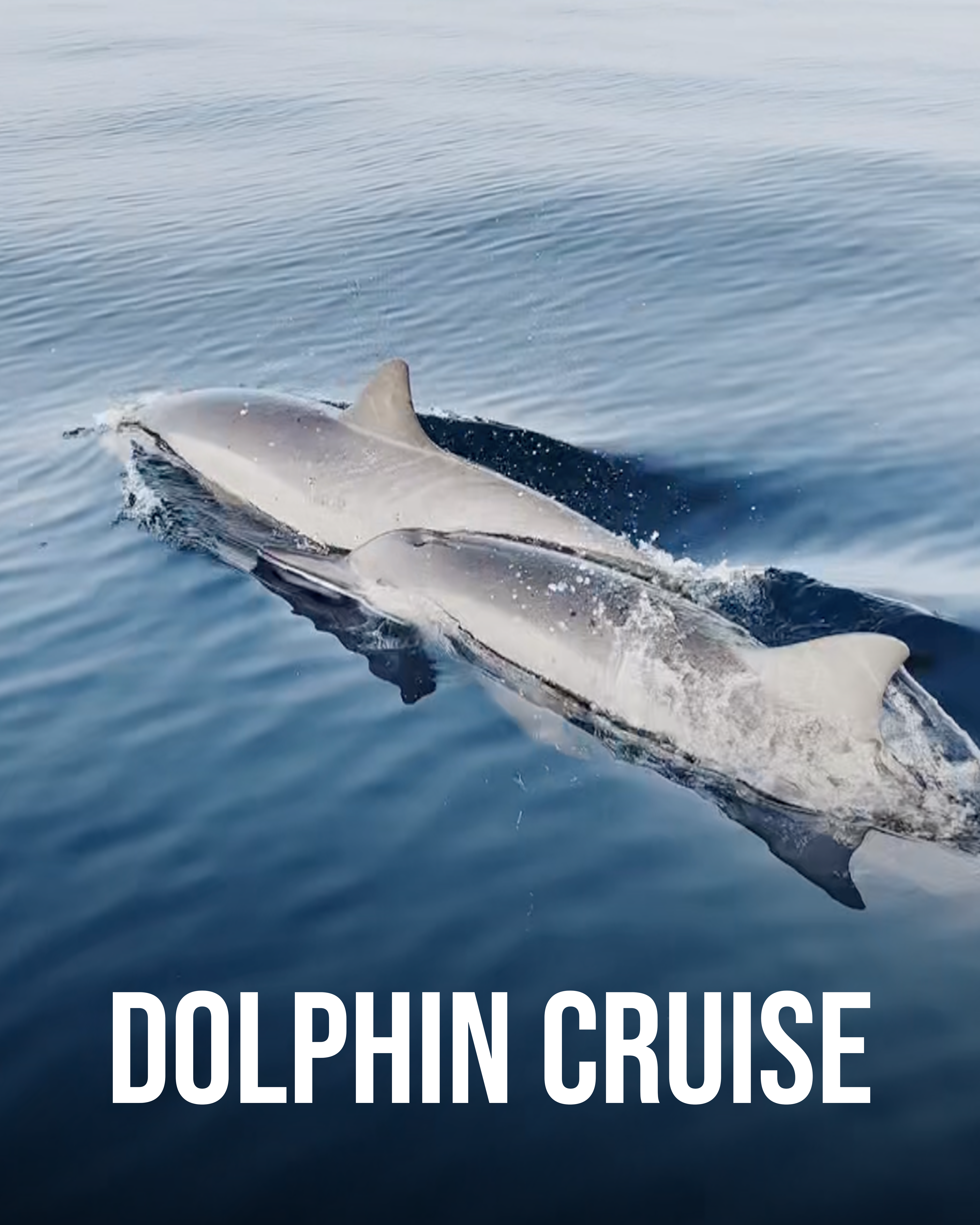 Dolphin cruise